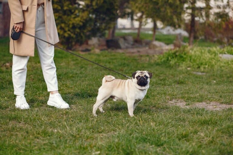 How to Handle Dogs of Different Sizes with a Long Dog Leash