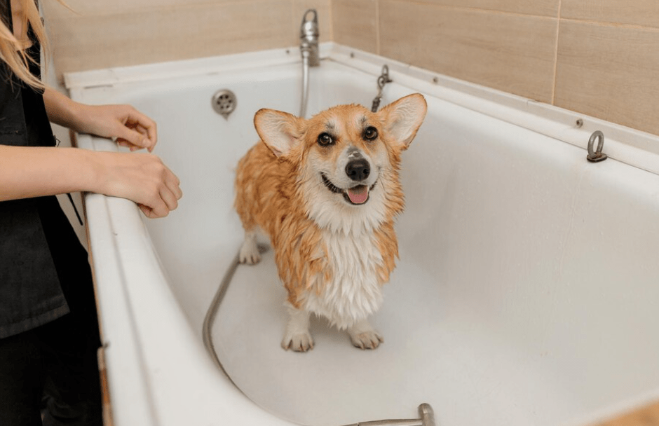 oatmeal shampoo for dogs